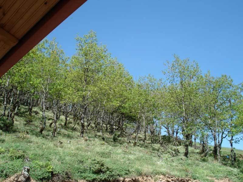 Guesthouse Irida Belokomiti Екстер'єр фото